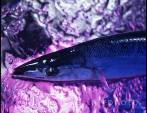 SANMA